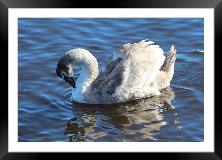 Beautiful Cygnet Framed Mounted Print by Charlotte McKay