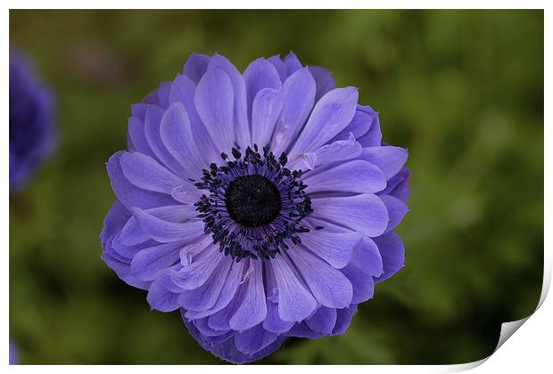 purple flower 2 Print by anne lyubareva