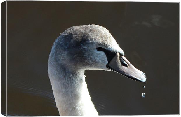 Cygnet close up Canvas Print by Charlotte McKay