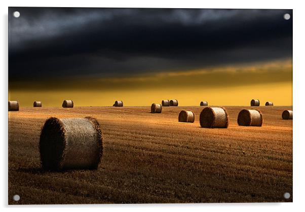 Golden harvest Acrylic by Robert Fielding