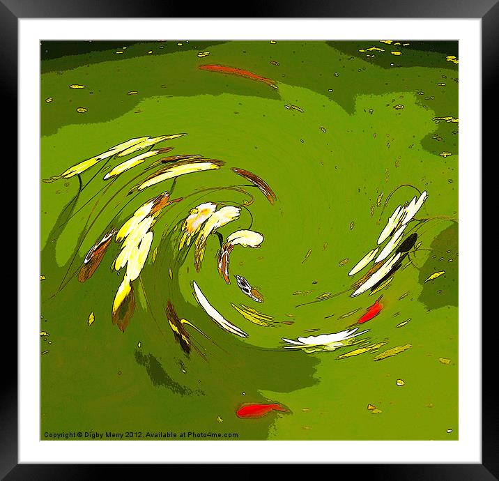 Lilies and Carp Framed Mounted Print by Digby Merry
