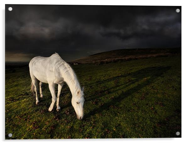 The white horse Acrylic by Robert Fielding