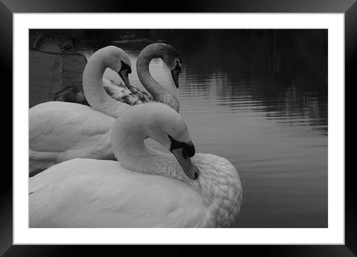 swan lineup Framed Mounted Print by kay hardy