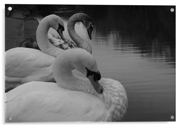 swan lineup Acrylic by kay hardy