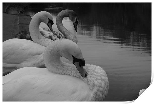 swan lineup Print by kay hardy