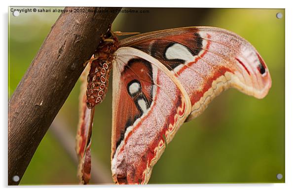 Beautiful butterfly with bright colors Acrylic by sahari al-zeyara
