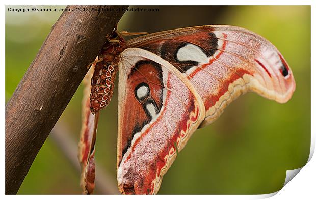 Beautiful butterfly with bright colors Print by sahari al-zeyara