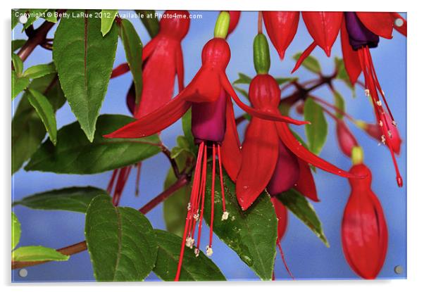 Beauty of Fuchsia Acrylic by Betty LaRue