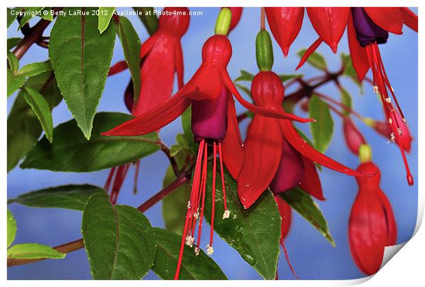 Beauty of Fuchsia Print by Betty LaRue