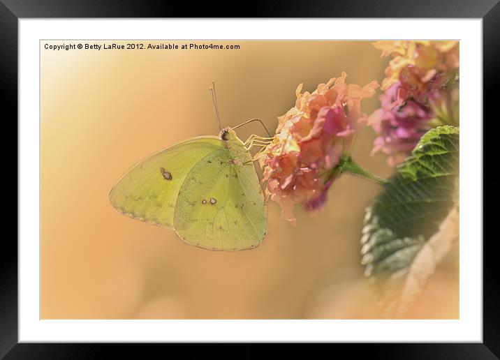 Clouded Sulphur Butterfly Framed Mounted Print by Betty LaRue