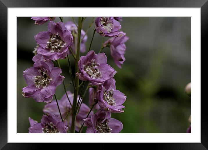 violet flower Framed Mounted Print by anne lyubareva