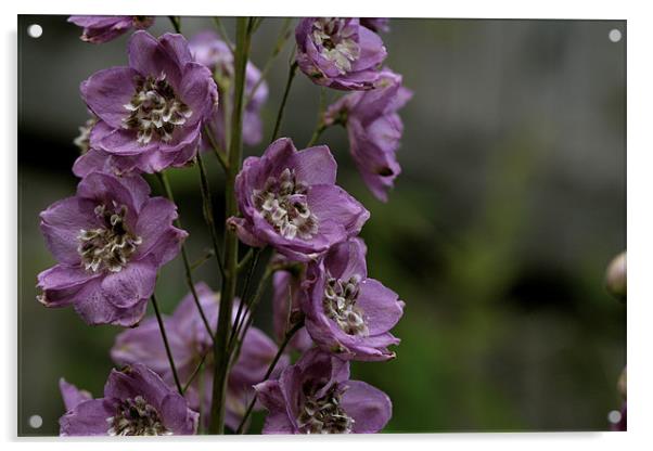 violet flower Acrylic by anne lyubareva