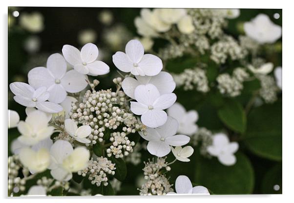 white flowers Acrylic by anne lyubareva