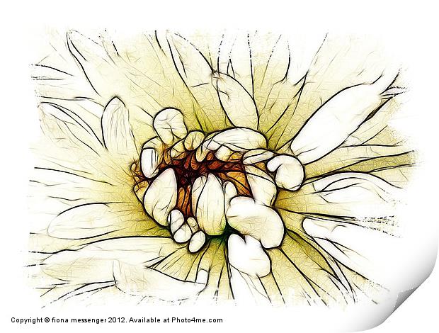 Chrysanthemum Print by Fiona Messenger
