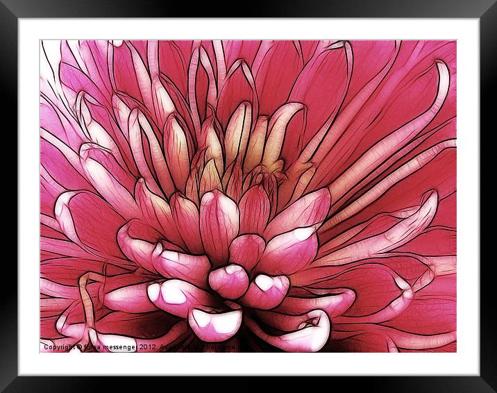 Red Chrysanthemum Framed Mounted Print by Fiona Messenger