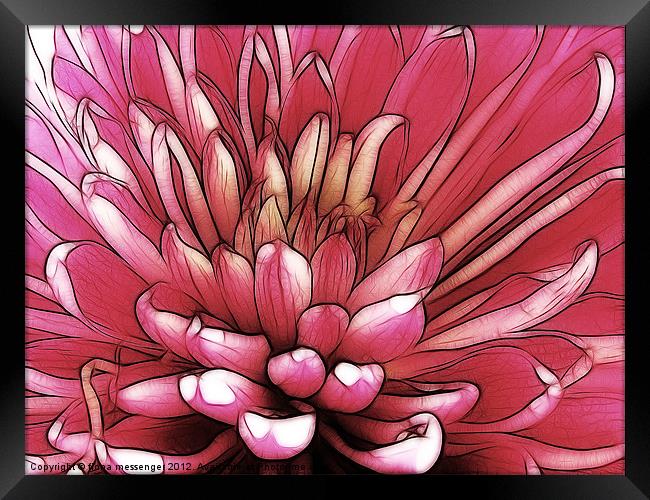 Red Chrysanthemum Framed Print by Fiona Messenger