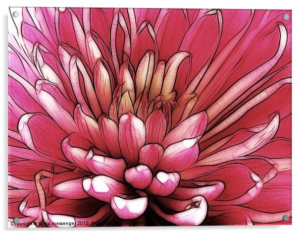 Red Chrysanthemum Acrylic by Fiona Messenger