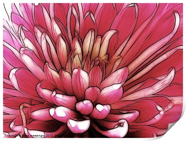 Red Chrysanthemum Print by Fiona Messenger