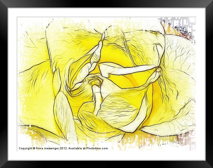 Yellow Rose Framed Mounted Print by Fiona Messenger