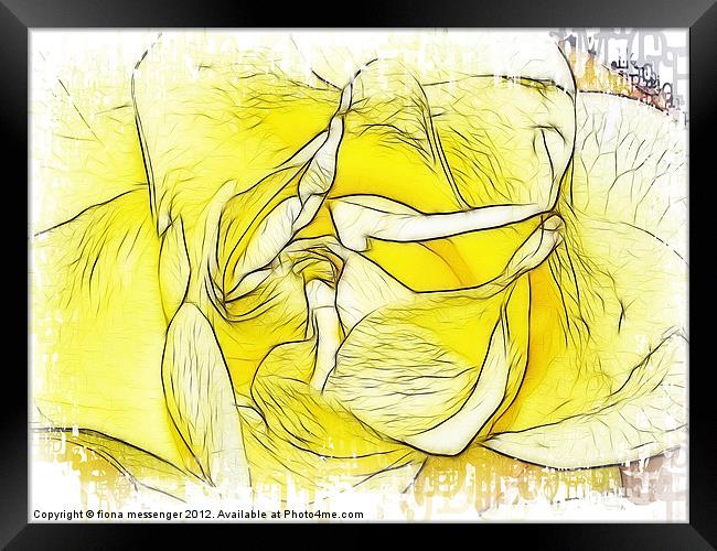 Yellow Rose Framed Print by Fiona Messenger