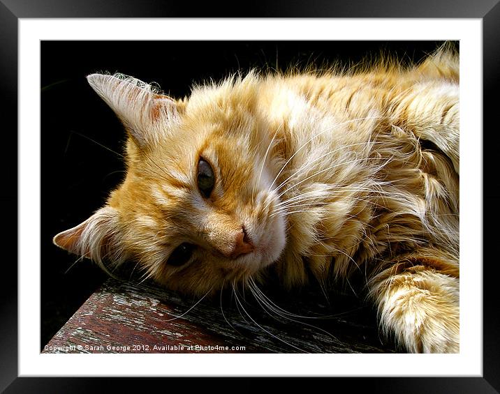 Cottage Cat Framed Mounted Print by Sarah George
