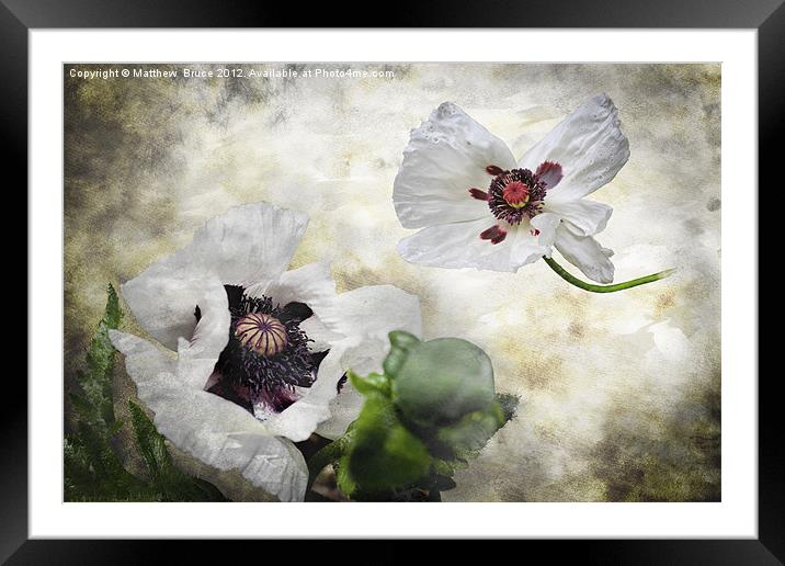 White poppies Framed Mounted Print by Matthew Bruce