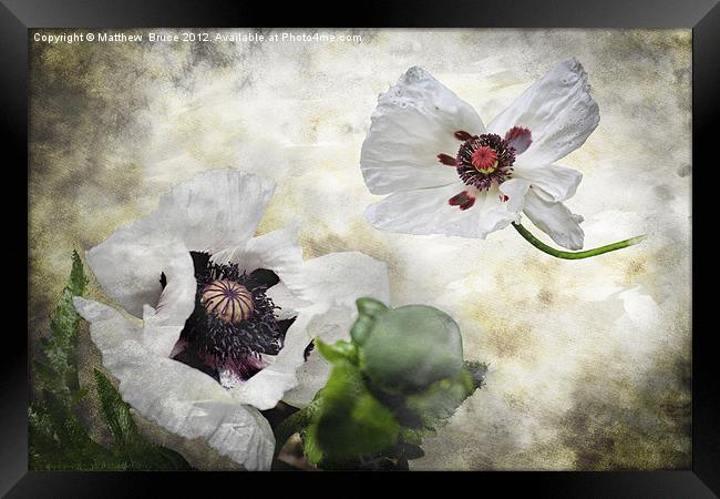 White poppies Framed Print by Matthew Bruce