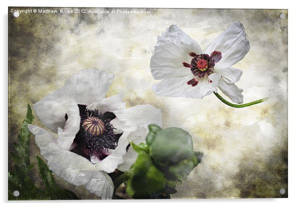 White poppies Acrylic by Matthew Bruce