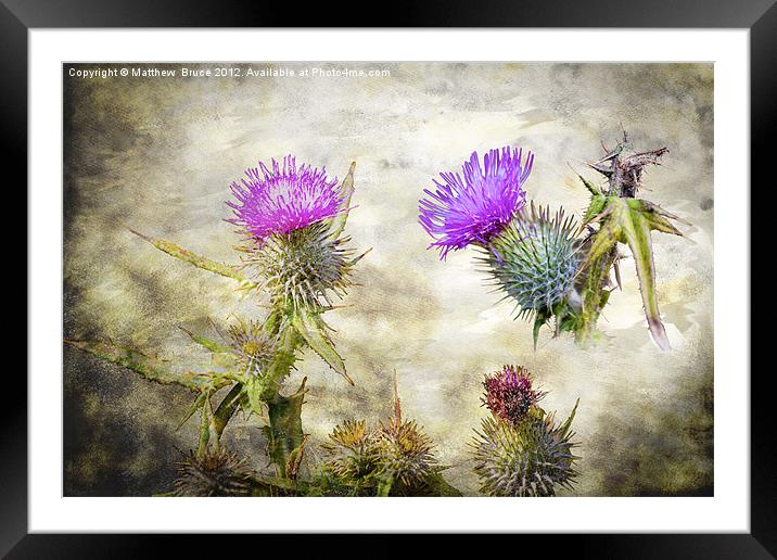 Scottish Thistle Framed Mounted Print by Matthew Bruce