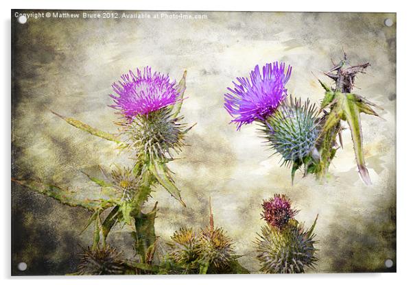 Scottish Thistle Acrylic by Matthew Bruce