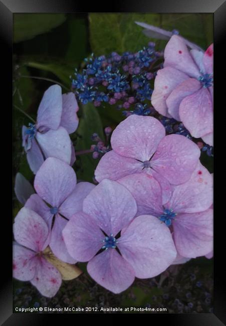 Sweet Sweet Purple! Framed Print by Eleanor McCabe