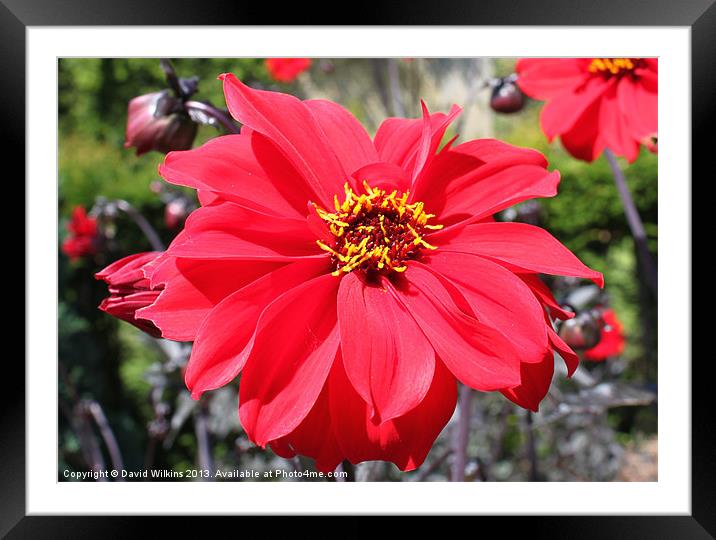 Red Dahlia Framed Mounted Print by David Wilkins