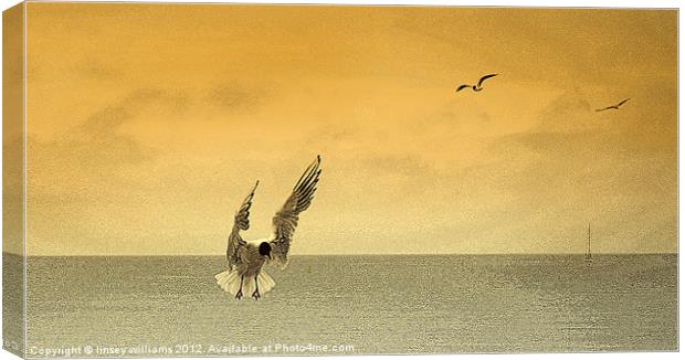 Incoming gulls Canvas Print by Linsey Williams