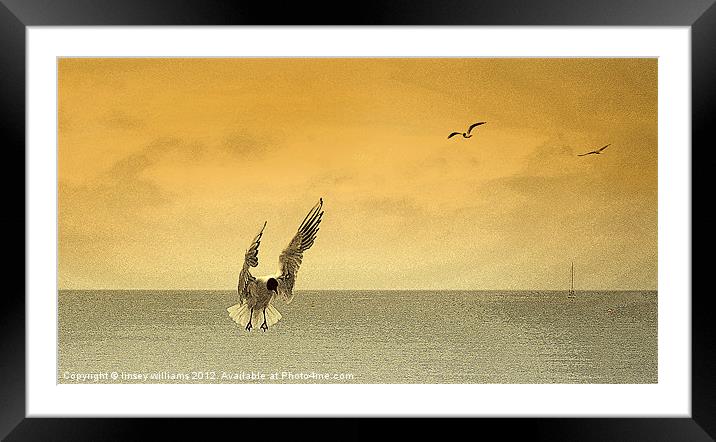 Incoming gulls Framed Mounted Print by Linsey Williams