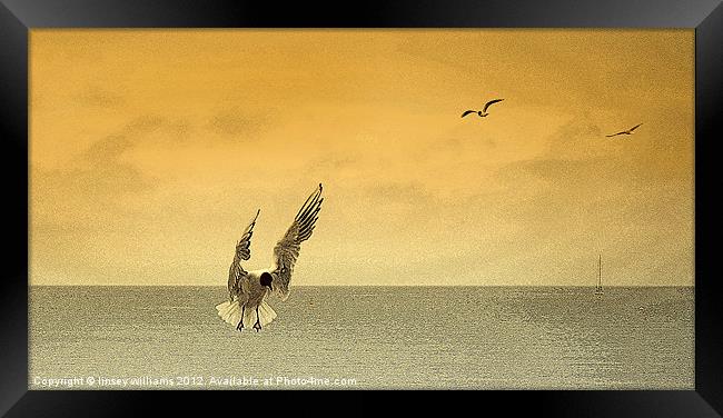 Incoming gulls Framed Print by Linsey Williams