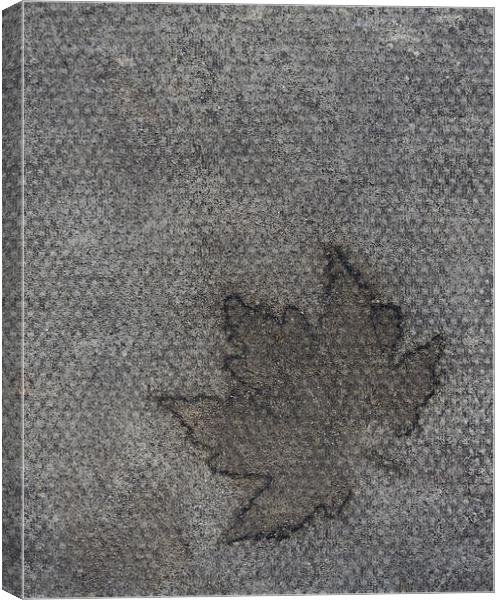 Autumn leaves its mark Canvas Print by J Lloyd