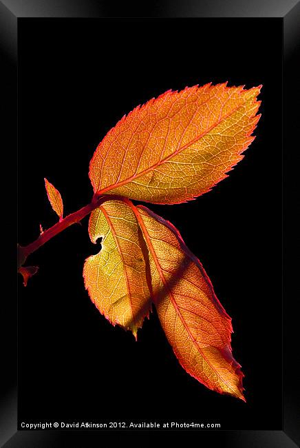 AUTUMN LEAVES Framed Print by David Atkinson