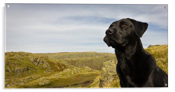 Fell-Hound Labrador Acrylic by Simon Wrigglesworth