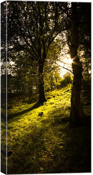 Autumn in the Woods Canvas Print by Simon Wrigglesworth