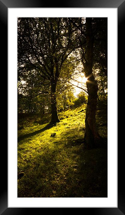 Autumn in the Woods Framed Mounted Print by Simon Wrigglesworth