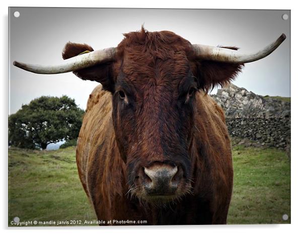 Big Brown Bull Acrylic by Mandie Jarvis