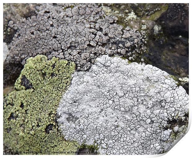 Tri-colour Lichens Print by Mandie Jarvis