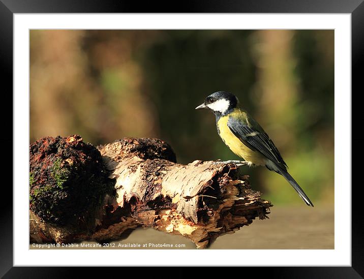 A Great Tit Framed Mounted Print by Debbie Metcalfe