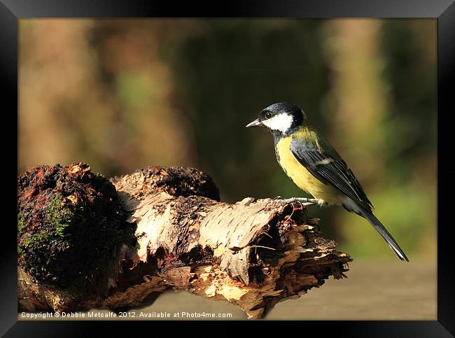 A Great Tit Framed Print by Debbie Metcalfe