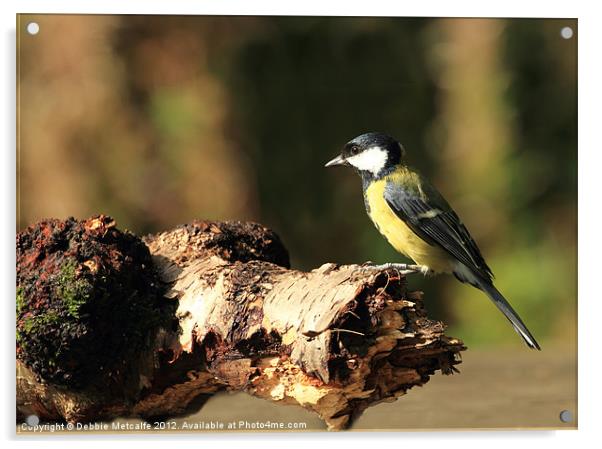 A Great Tit Acrylic by Debbie Metcalfe