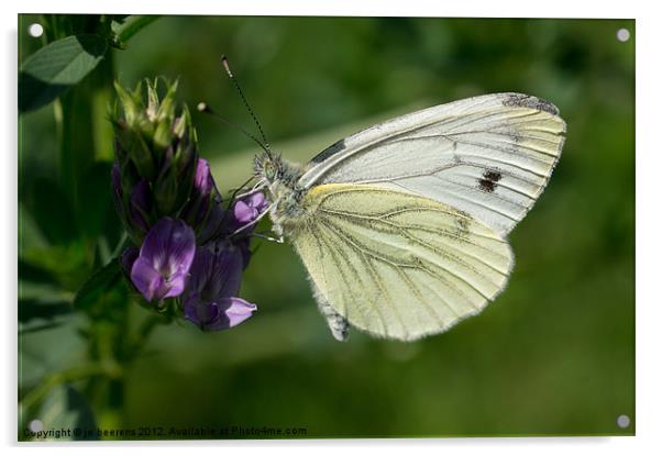 butterfly macro Acrylic by Jo Beerens