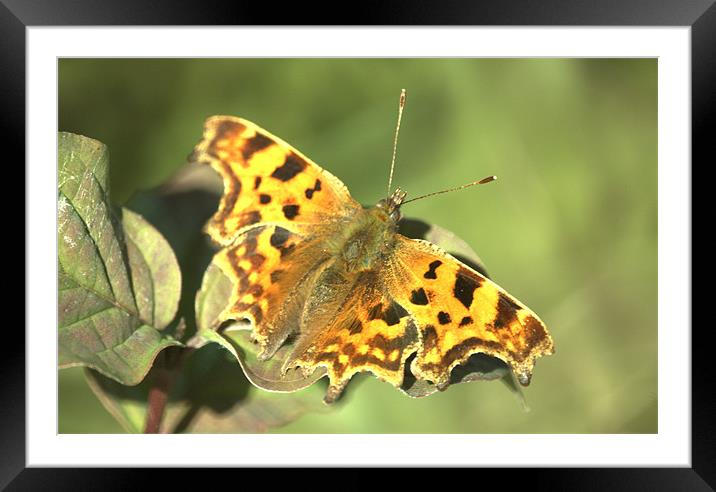 Comma Butterfly Framed Mounted Print by John Boekee
