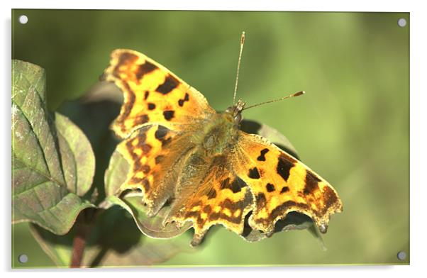 Comma Butterfly Acrylic by John Boekee