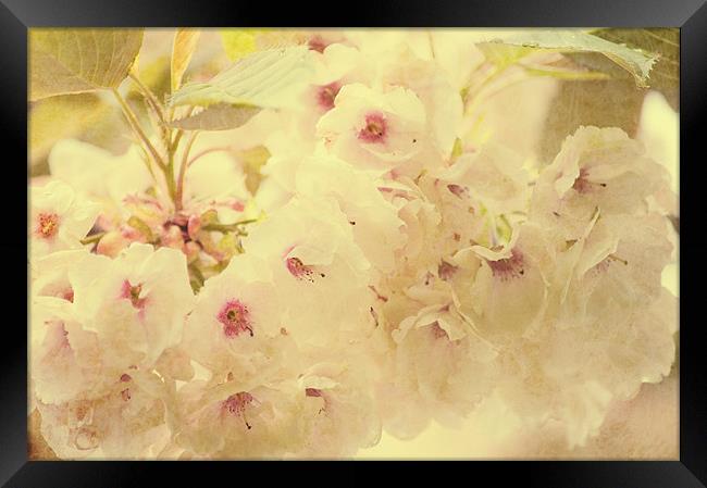 Spring Blossom Framed Print by Dawn Cox