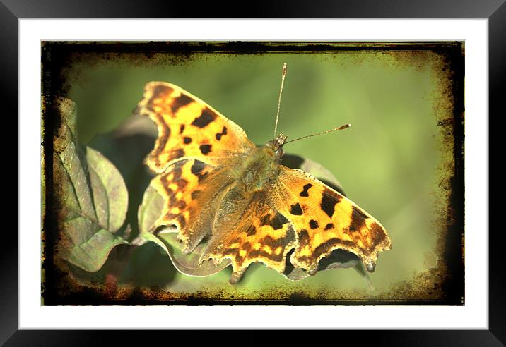 Comma Butterfly Framed Mounted Print by John Boekee